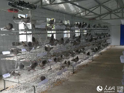 貴州惠水:為創(chuàng)業(yè)者的夢(mèng)想插上一雙翅膀 貴州惠水:為創(chuàng)業(yè)者的夢(mèng)想插上一雙翅膀