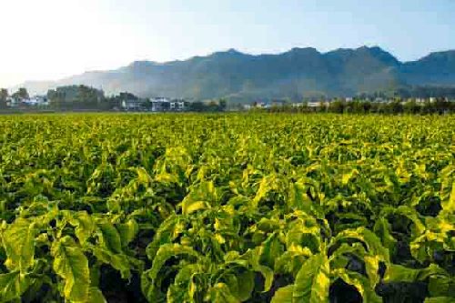 貴州省煙草專賣局：產(chǎn)業(yè)發(fā)展“同頻”脫貧攻堅(jiān)