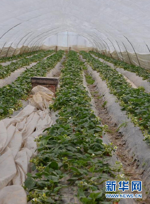 由'輸血'變'造血'--安徽鳳陽(yáng)東陵村產(chǎn)業(yè)扶貧見(jiàn)成效