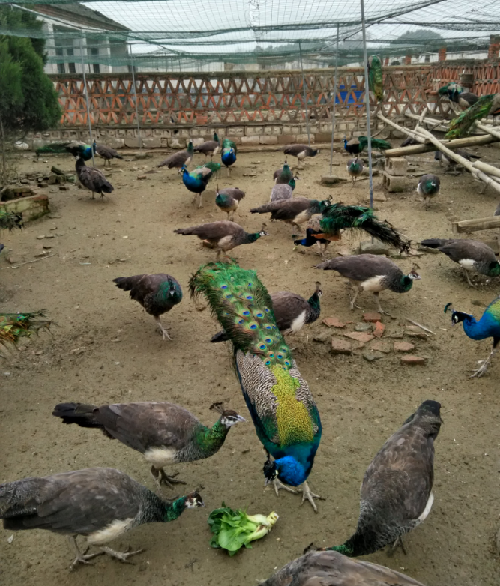 安徽廬江縣高校畢業(yè)生創(chuàng)業(yè)：山村里飛出的金鳳凰