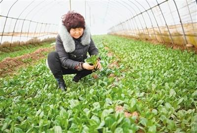 “女漢子”村干部創(chuàng)業(yè)搞種植養(yǎng)殖 帶領(lǐng)村民走致富路