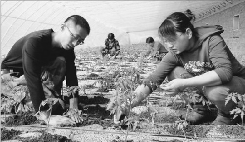 黑龍江省克東縣:80后夫妻返鄉(xiāng)創(chuàng)業(yè)做新型農(nóng)民 黑龍江省克東縣:80后夫妻返鄉(xiāng)創(chuàng)業(yè)做新型農(nóng)民