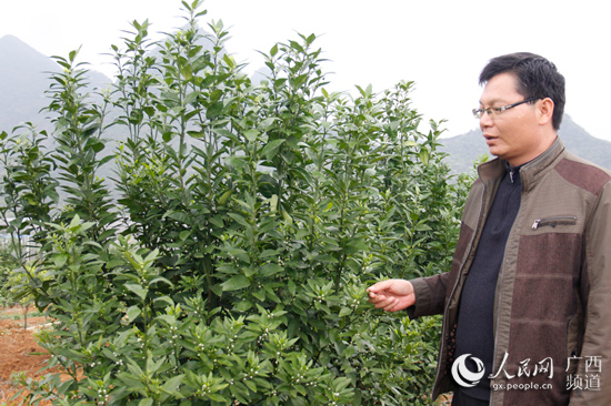 廣西：頭雁先飛眾雁隨 脫貧路上不掉隊