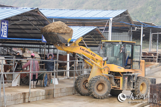 廣西：頭雁先飛眾雁隨 脫貧路上不掉隊