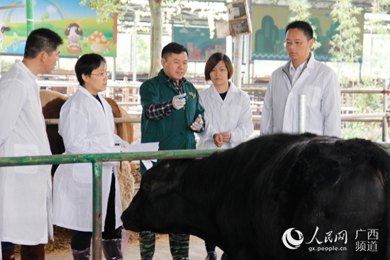 廣西：頭雁先飛眾雁隨 脫貧路上不掉隊