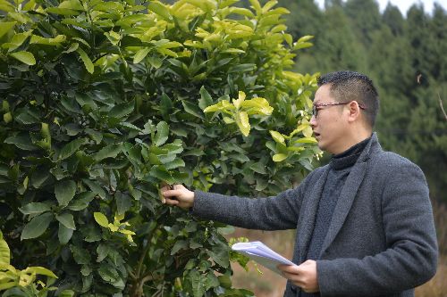 四川閬中：第一書記魏綱的三把火