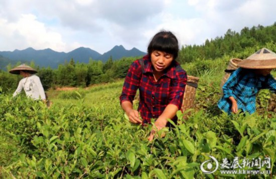 湖南:新化深山里的茶園 259戶貧困戶創(chuàng)業(yè)脫貧的“主戰(zhàn)場” 湖南:新化深山里的茶園 259戶貧困戶創(chuàng)業(yè)脫貧的“主戰(zhàn)場”