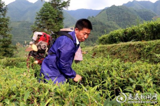 湖南:新化深山里的茶園 259戶貧困戶創(chuàng)業(yè)脫貧的“主戰(zhàn)場” 湖南:新化深山里的茶園 259戶貧困戶創(chuàng)業(yè)脫貧的“主戰(zhàn)場”