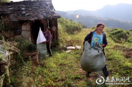 湖南:新化深山里的茶園 259戶貧困戶創(chuàng)業(yè)脫貧的“主戰(zhàn)場” 湖南:新化深山里的茶園 259戶貧困戶創(chuàng)業(yè)脫貧的“主戰(zhàn)場”