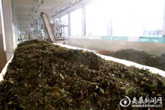 湖南:新化深山里的茶園 259戶貧困戶創(chuàng)業(yè)脫貧的“主戰(zhàn)場” 湖南:新化深山里的茶園 259戶貧困戶創(chuàng)業(yè)脫貧的“主戰(zhàn)場”