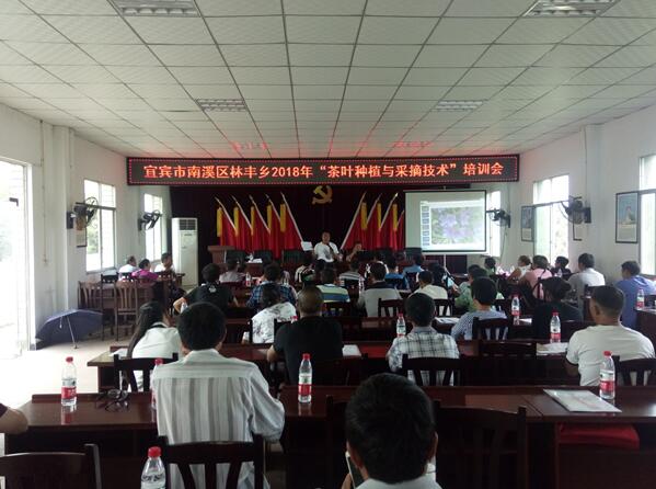 四川南溪：茶葉種植培訓 助力貧困戶走上致富路