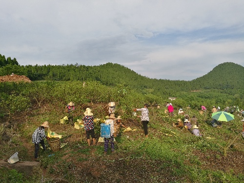 扶貧崗位送進(jìn)村 家門(mén)就業(yè)穩(wěn)脫貧——四川省廣安市產(chǎn)業(yè)+就業(yè)“兩業(yè)”聯(lián)動(dòng) 力促就業(yè)扶貧無(wú)死角