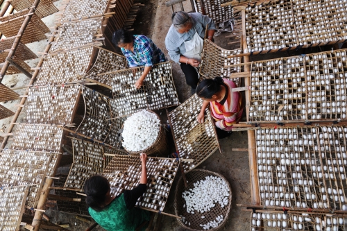 珙縣扶貧示范村養(yǎng)蠶戶蠶繭喜獲豐收